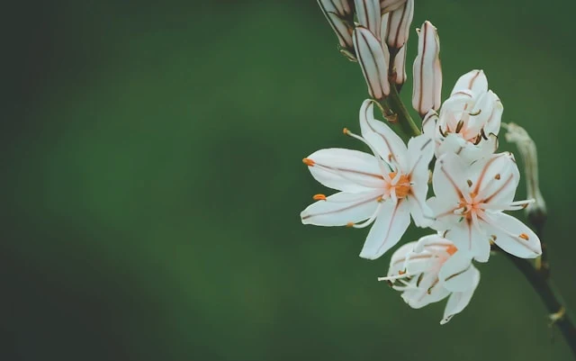 pwp_about_flowers2